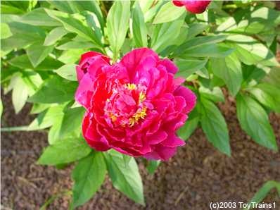 peony-2003-02