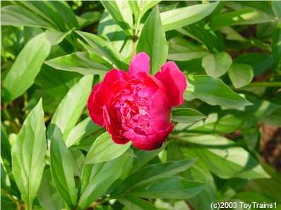 peony-2003-03