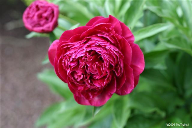 peony-2006-04