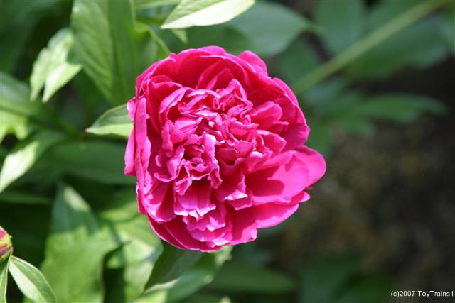 peony-2007-06