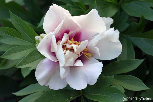 peony-2010-008