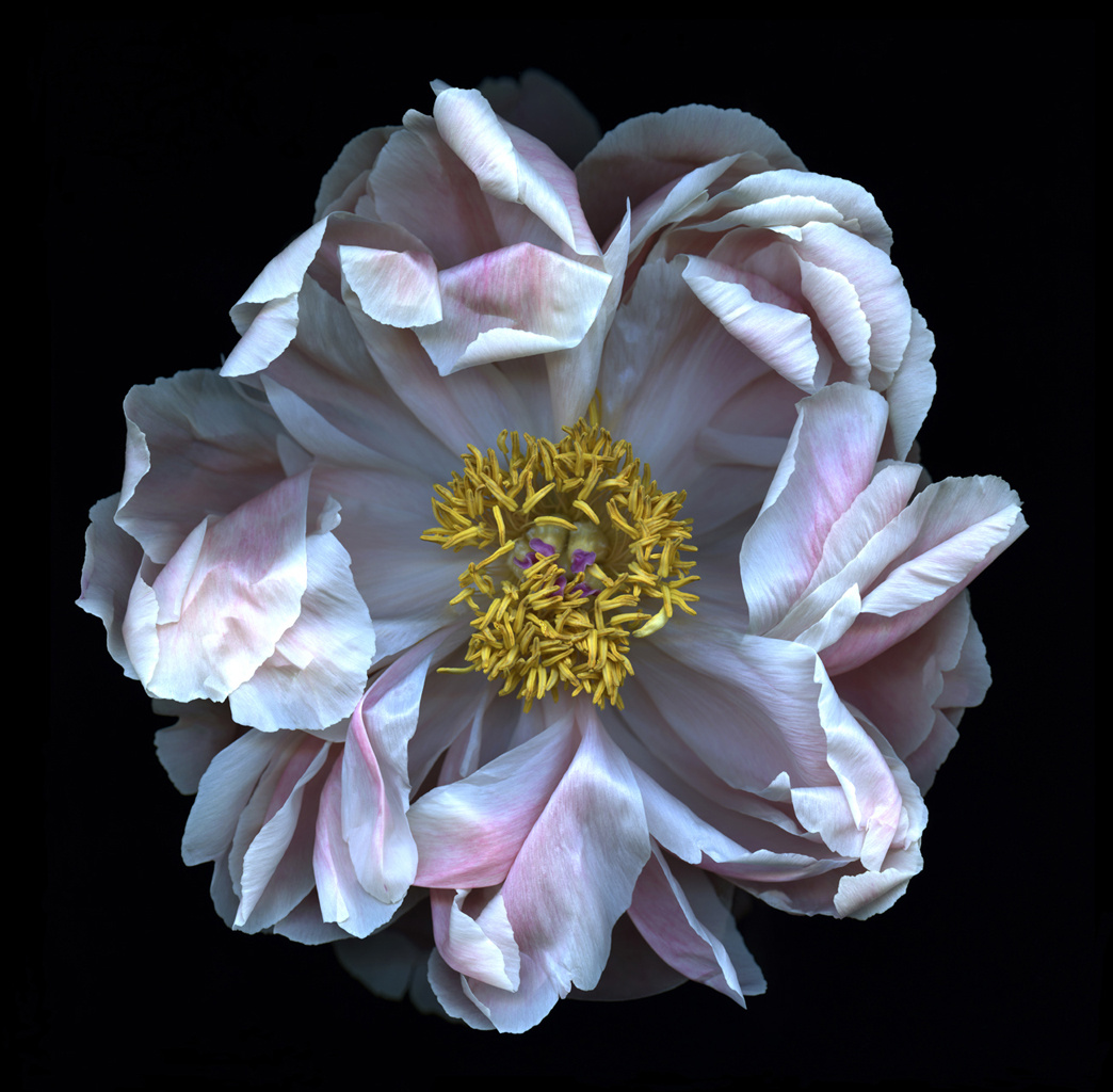 peony(2).1024