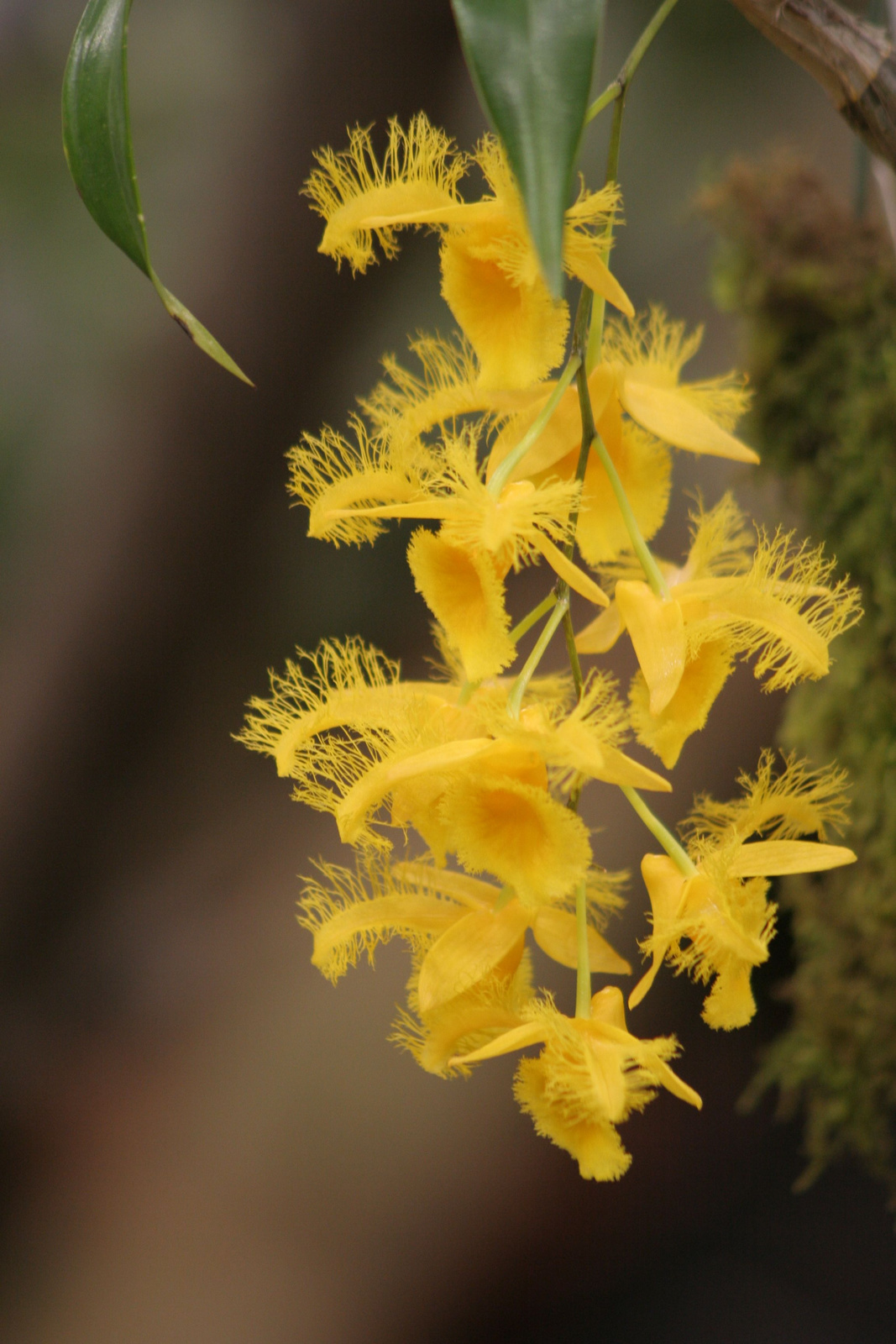 2010.03.19 orchidea kiállítás 047