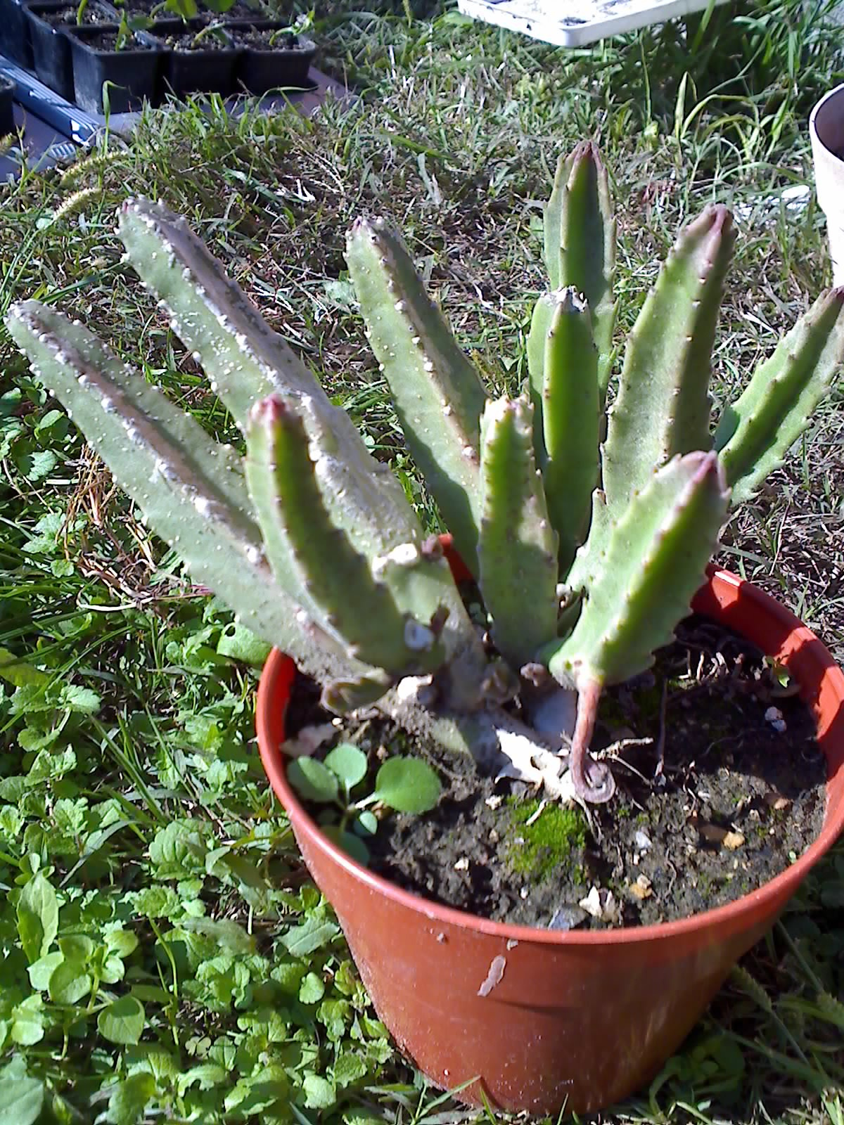 stapelia grandiflora