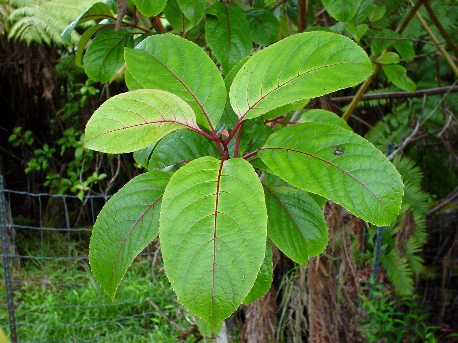 Pisonia brunoniana