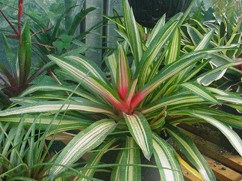 neoregelia-carolinae tricolor