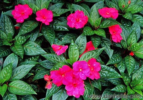 impatiens new guinea