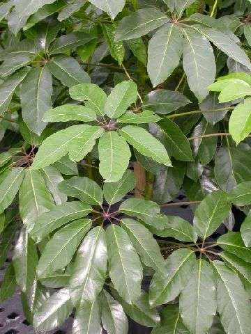 schefflera actinophylla