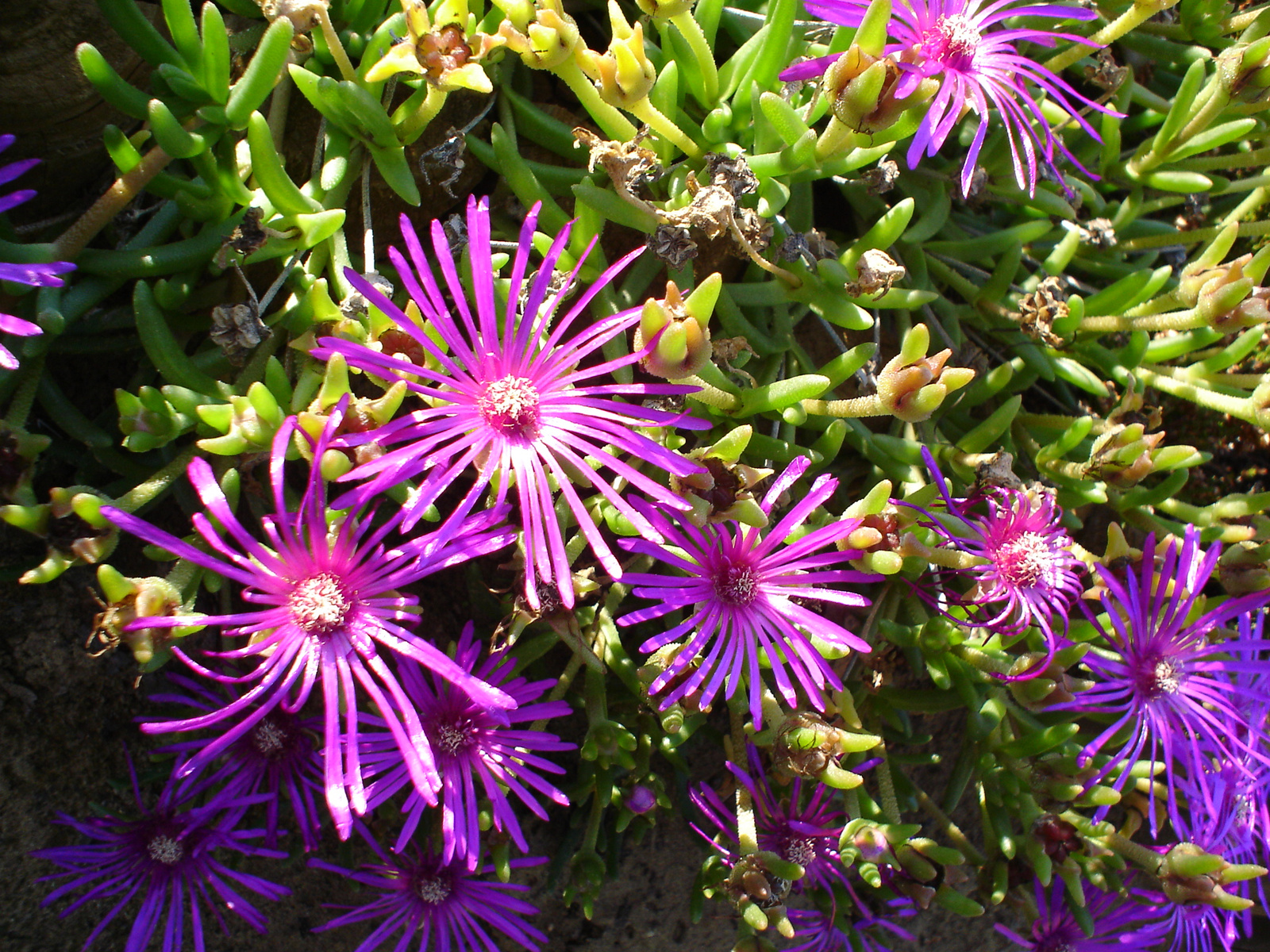 Delosperma cooperii