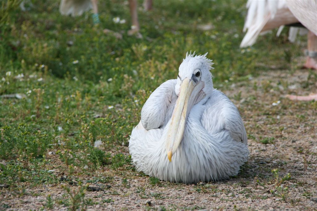 pelikán-ügyirat