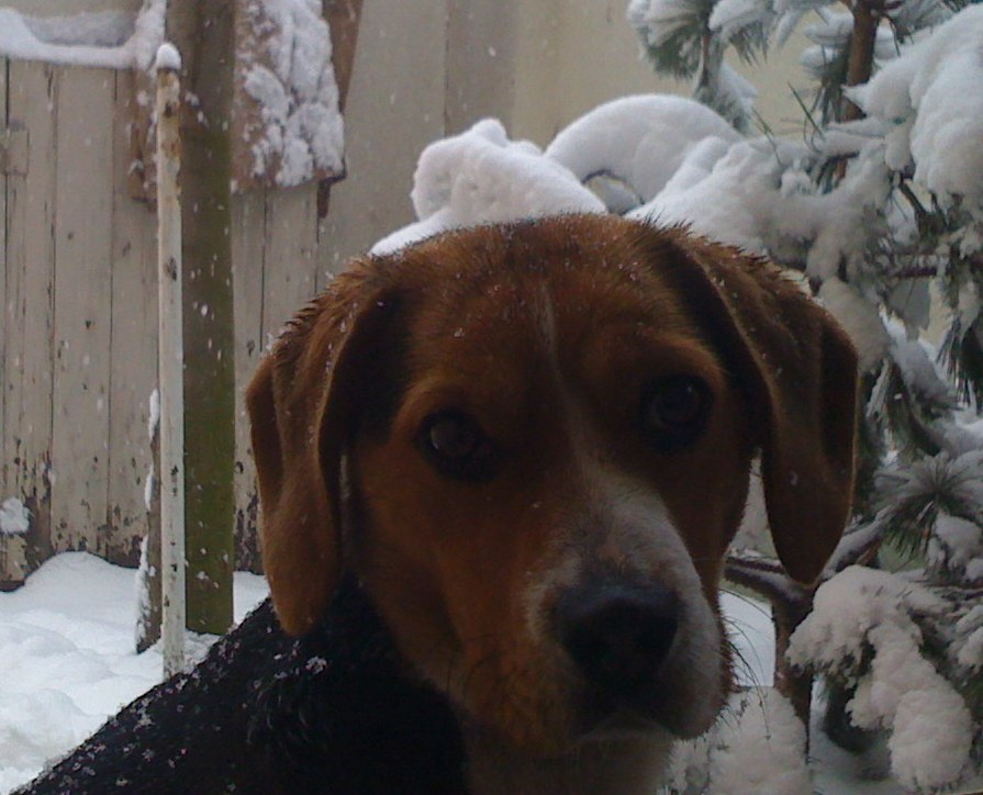 Téli beagle