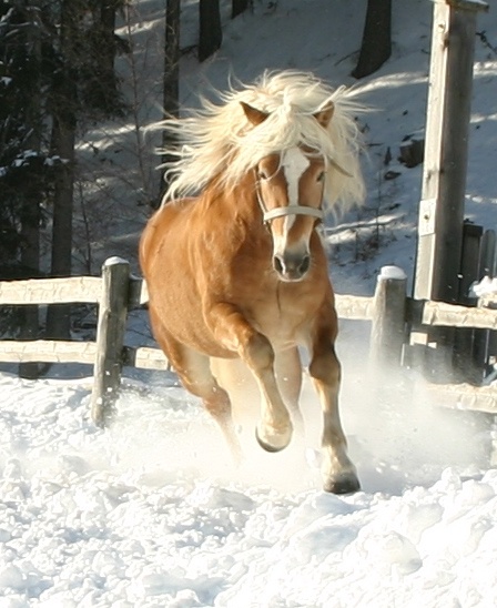 haflinger