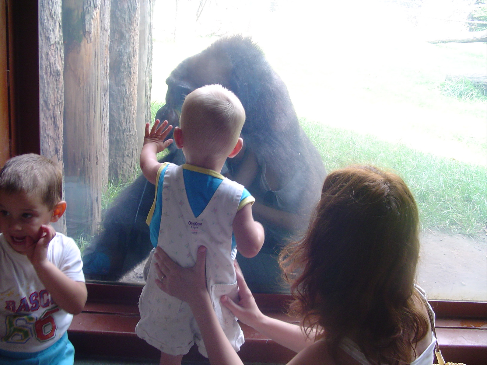 gorillák, no nem a ködben, hanem az üveg mögött