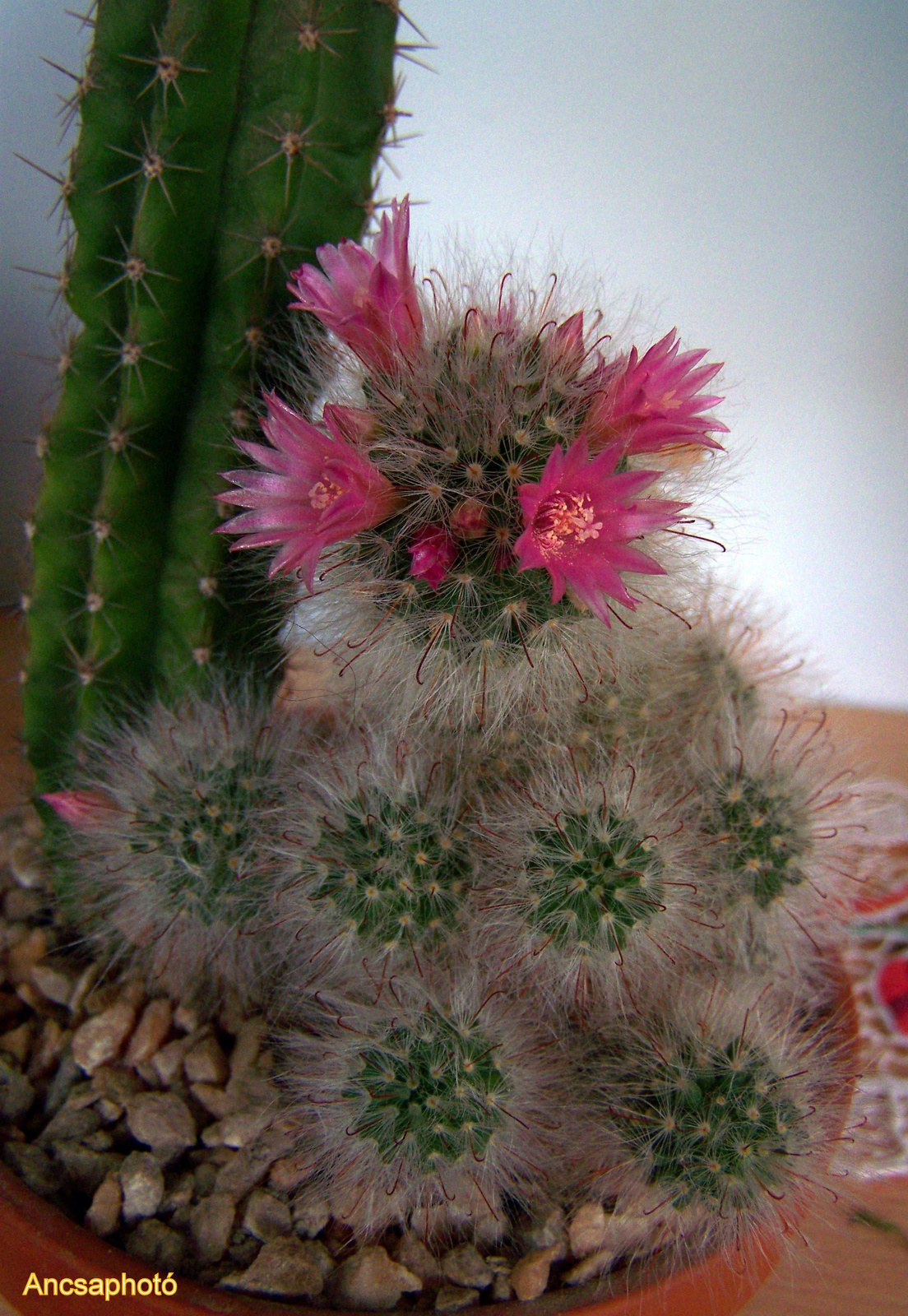 A Kaktusz koronája