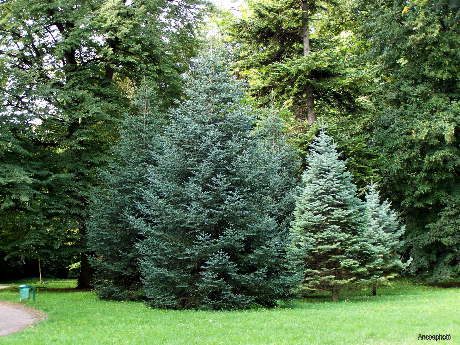 A Park Fenyői