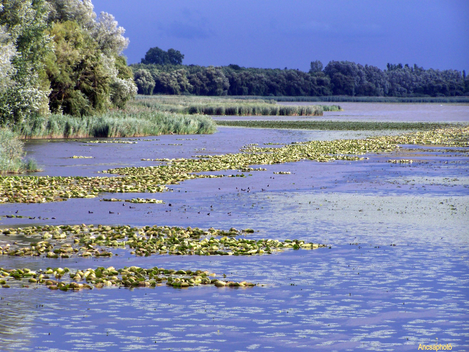 Kis-Balaton