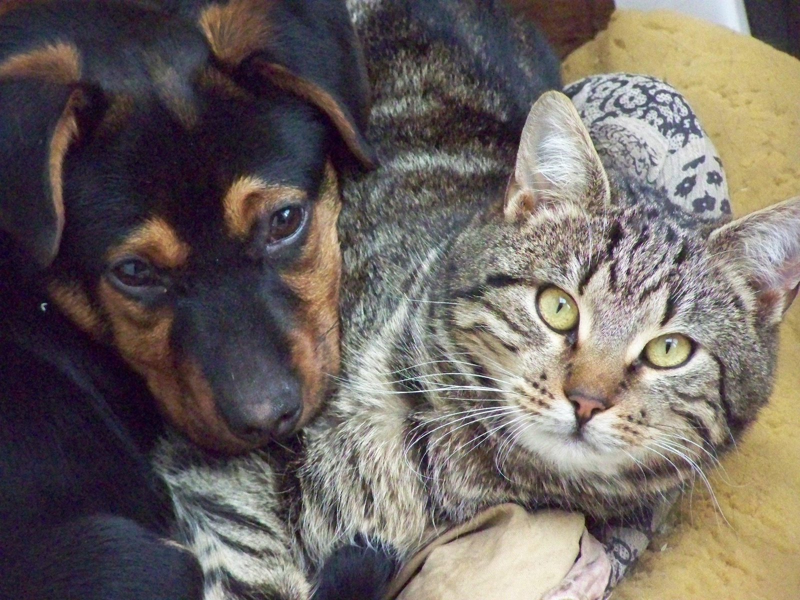 Kutya-macska barátság