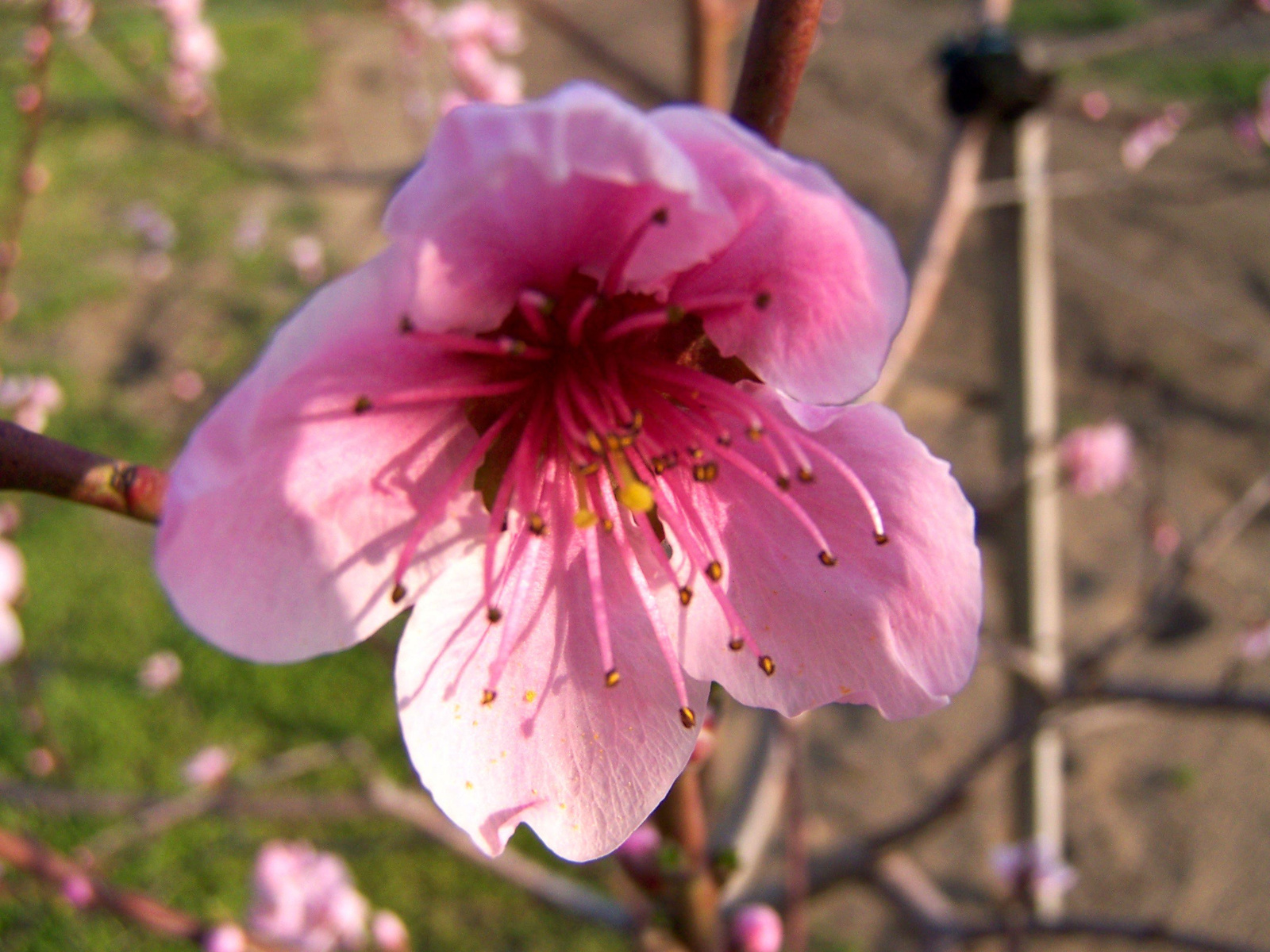 Őszibarackfa virág