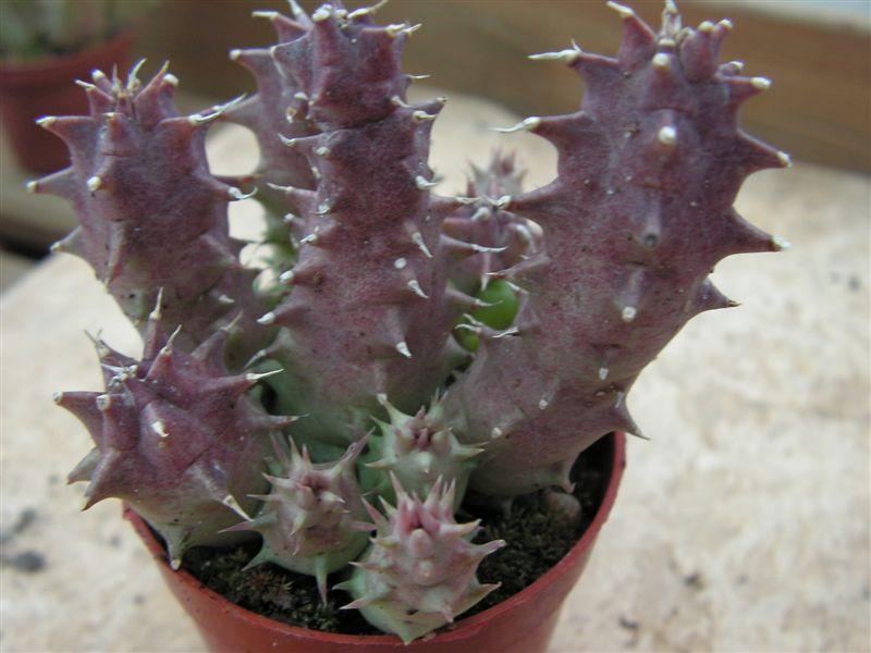 Huernia macrocarpa