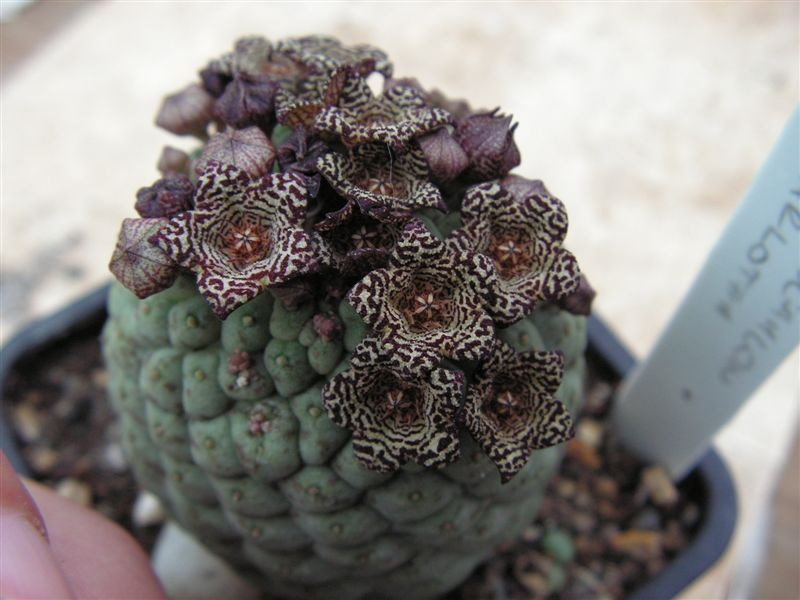 Trichocaulon marlothii