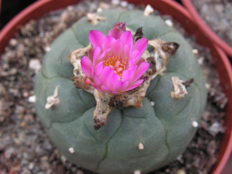 Lophophora williamsii