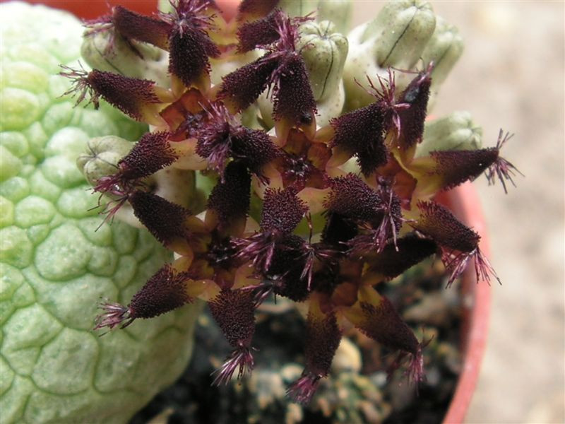 Pseudolithos miguirtinus