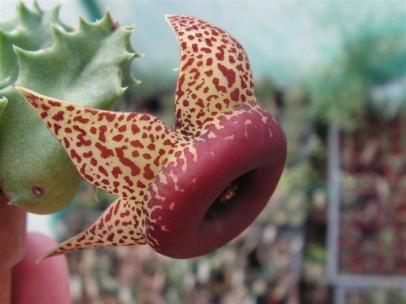 Huernia humilis