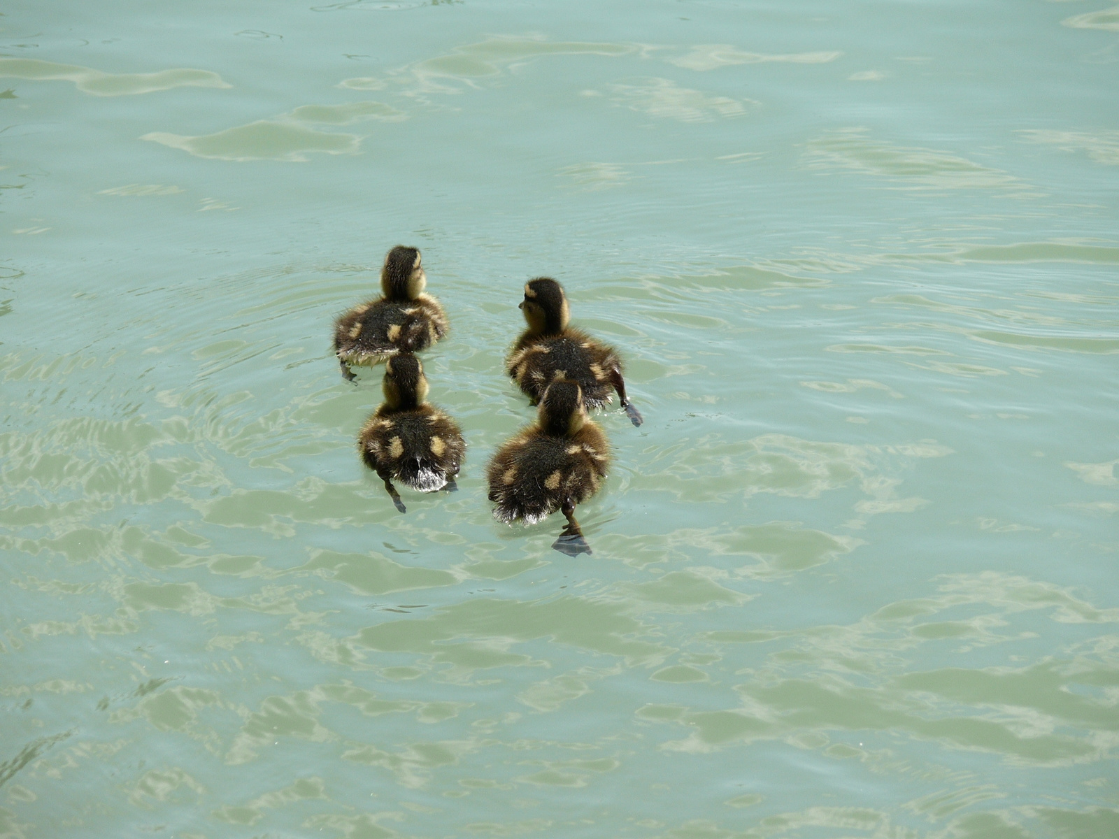 Little ducks (2)