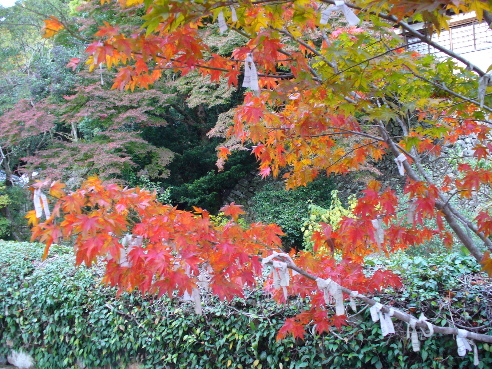 Japán ősszel
