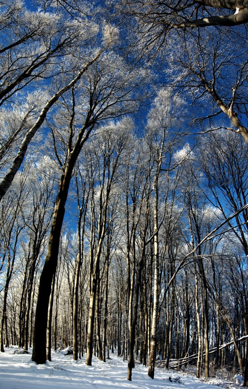 téli erdő II