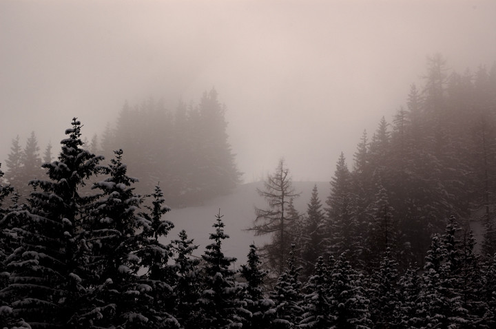 ködös téli erdő